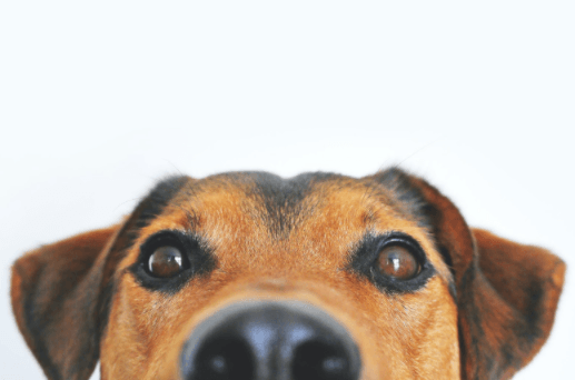 What Causes Your Dog's Nose To Be Dry?