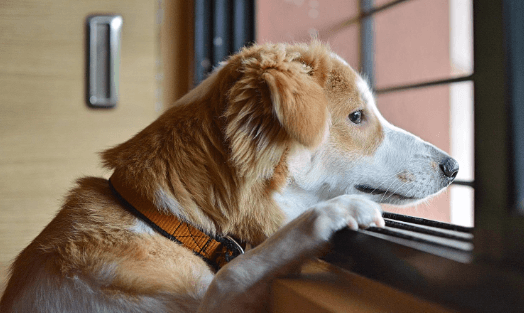 Depression in dogs: how to help your sad dog